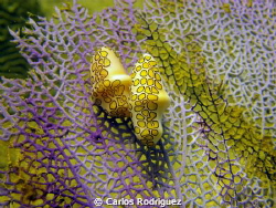 A pair of Flamingos Tongue mating on a Sea Fan Coral. by Carlos Rodriguez 